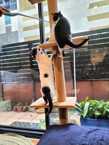 Customer photo review of PaWz Cat Tree Scratching Post Tree