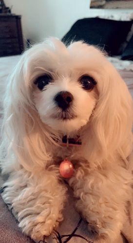 Customer photo review of Pink