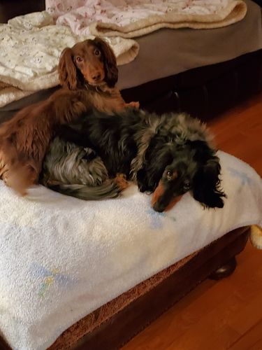 Customer photo review of Dog Silencer® MAX