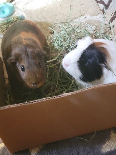 Customer photo review of Guinea Pig Pea Flakes - GuineaDad Nourish Series - Healthy Pea Chips