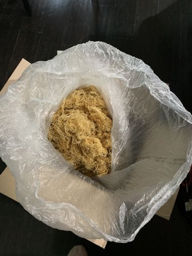 Customer photo review of Wholesale Sea Moss
