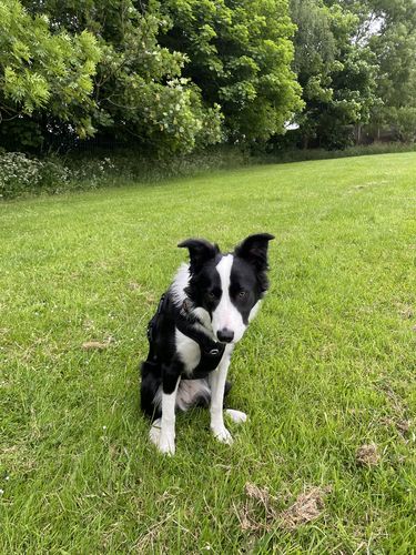 Customer photo review of Ragnar Dog Harness