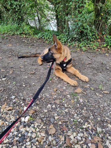 Customer photo review of Ragnar Dog Harness