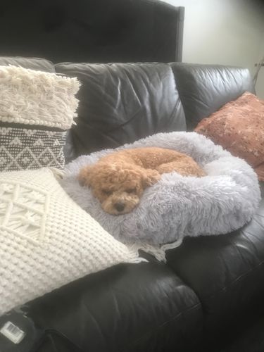 Customer photo review of Pawz Non-Removable Calming Pet Bed