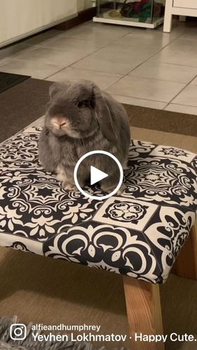 Customer video review of Full-Body Pet Custom Sweater