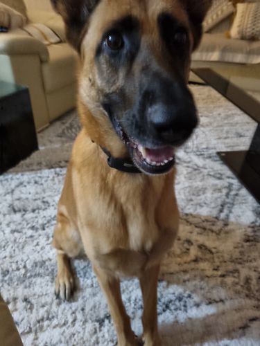 Customer photo review of BarkWise™ Complete