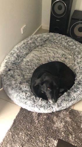 Customer photo review of PaWz Removable Cover Calming Pet Bed