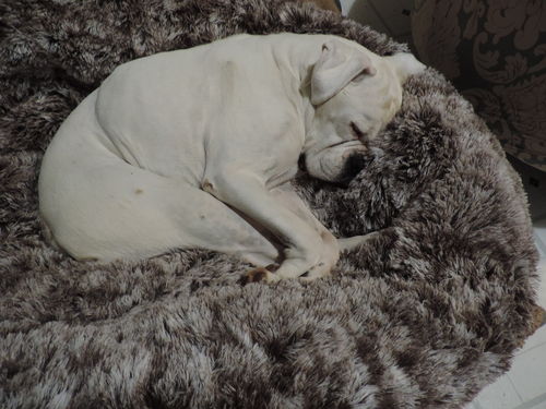 Customer photo review of PaWz Removable Cover Calming Pet Bed