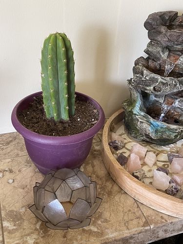Customer photo review of San Pedro Cactus | Small | Echinopsis pachanoi