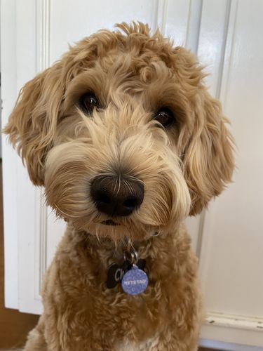 Customer photo review of Just Paws