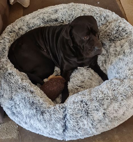 Customer photo review of PaWz Removable Cover Calming Pet Bed