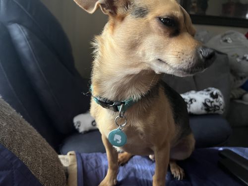 Customer photo review of Teal