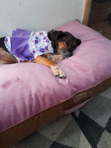 Customer photo review of CAMA ORIGEN PALO ROSA-CAFE