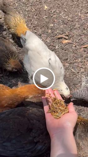 Customer video review of GrubTerra Dried Larvae