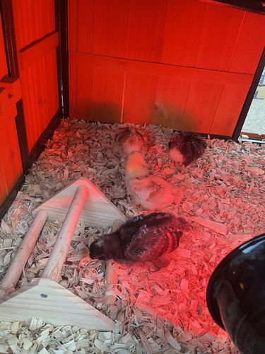 Customer photo review of GrubTerra Dried Larvae