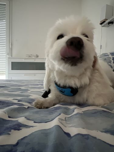 Customer photo review of Collier Anti Aboiement PuppySafe