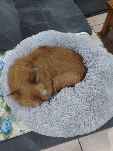 Customer photo review of Pawz Non-Removable Calming Pet Bed