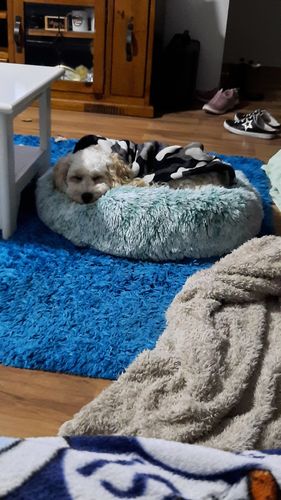 Customer photo review of PaWz Removable Cover Calming Pet Bed
