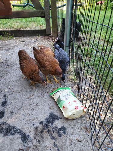 Customer photo review of GrubTerra Dried Black Soldier Fly Larvae