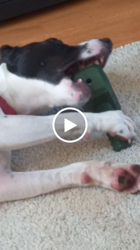 Customer video review of The Fenrir Hammer