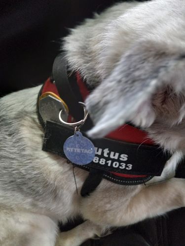 Customer photo review of Just Paws