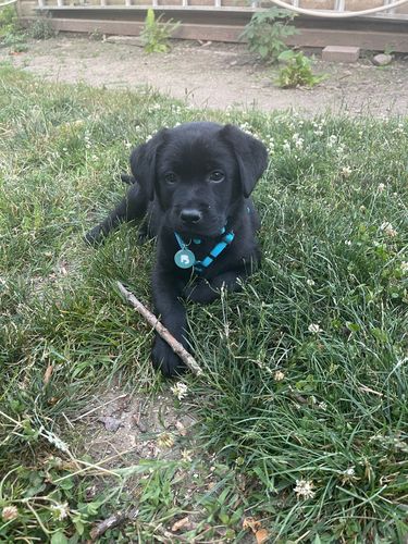 Customer photo review of Teal