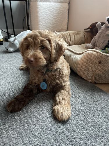 Customer photo review of Blue Silicone