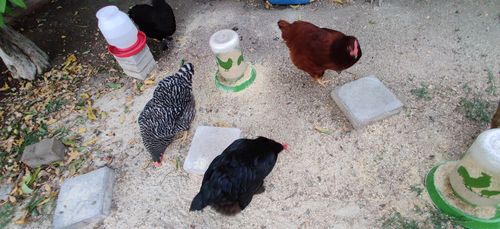 Customer photo review of GrubTerra Dried Larvae