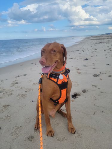 Customer photo review of NOBL VISIBLES - Beef Recipe Treats for Canines - Individual Bag 15.00% Off Auto renew