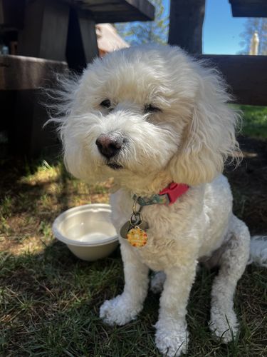 Customer photo review of Polkadog