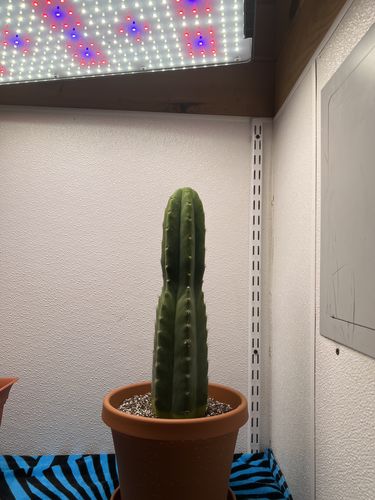 Customer photo review of San Pedro Cactus Cuttings | Echinopsis pachanoi Cuttings