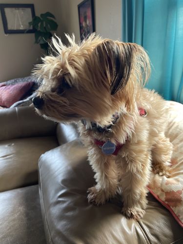 Customer photo review of Just Paws