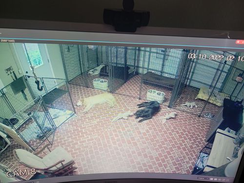 Customer photo review of Dog Silencer® MAX