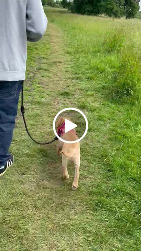 Customer video review of Ragnar Training Leash