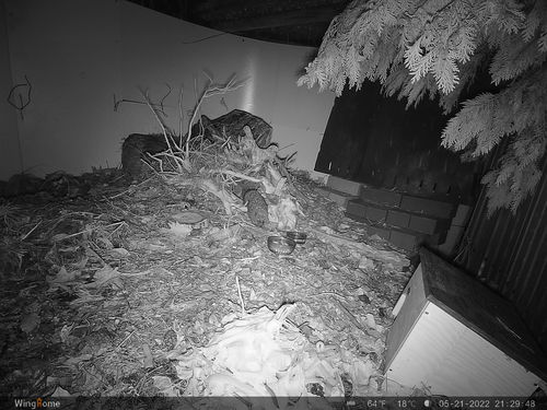 Customer photo review of Wildkamera / ideal für Rehjagd / Leica M6 Lösung / Unsichtbare Infrarot-Technologie / Wasserdicht IP66 / Bewegungsaktivierte Nachtsicht