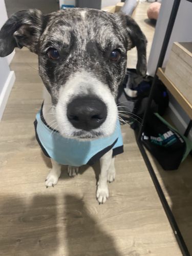 Customer photo review of Dog Silencer® MAX