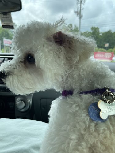 Customer photo review of Just Paws