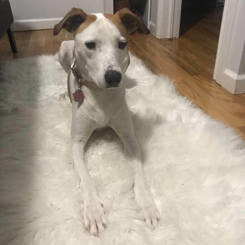 Customer photo review of Eco-Friendly Extra Large FAUX SheepSkin Area Rug