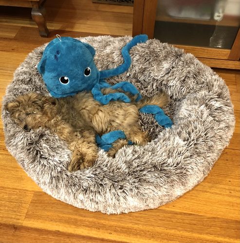 Customer photo review of PaWz Removable Cover Calming Pet Bed