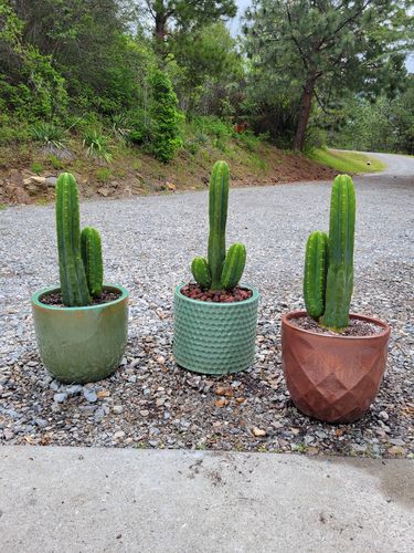 Customer photo review of San Pedro Cactus | Large Branching | Echinopsis pachanoi