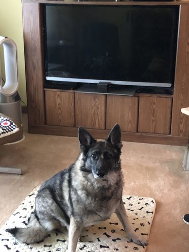 Customer photo review of Potty Buddy™ - The Durable Leak-Free Potty Pad