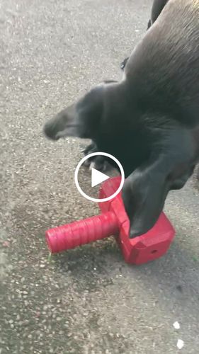 Customer video review of The Fenrir Hammer