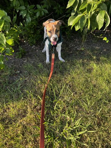 Customer photo review of Terracotta Leash - Recycled Ripstop