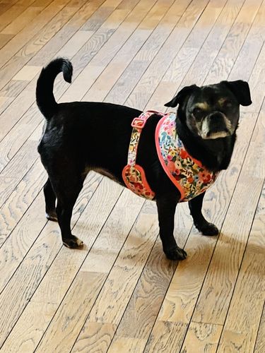 Customer photo review of dog harness - Garden Party Cream petite prints