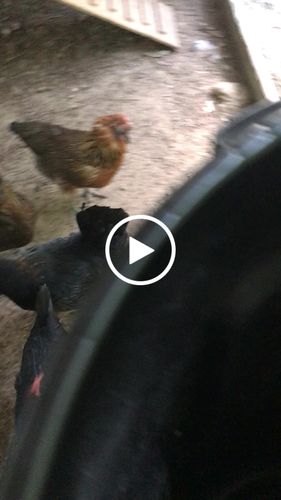 Customer video review of GrubTerra Dried Black Soldier Fly Larvae