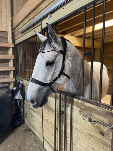 Customer photo review of Lily multi bridle bit or bitless