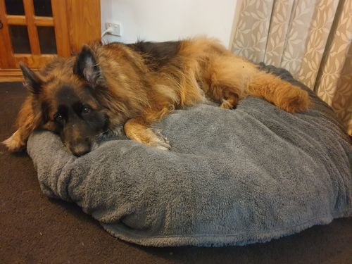 Customer photo review of Removable Cover Premium Colour Calming Dog bed