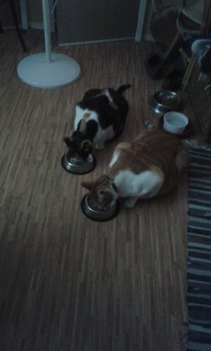 Customer photo review of Specific Cat FCD-L Crystal Prevention Light (7 Kg)