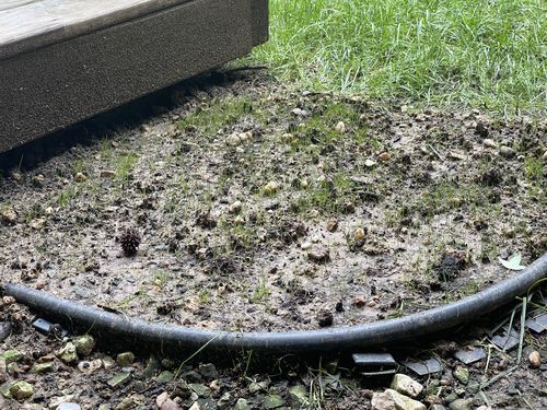 Customer photo review of GCI Turf Type Tall fescue Grass Seed