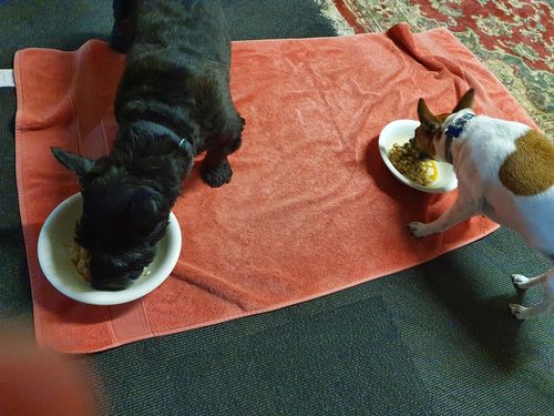 Customer photo review of Happy Teeth Dog Dental Care - 100% Ascophyllum Nodosum